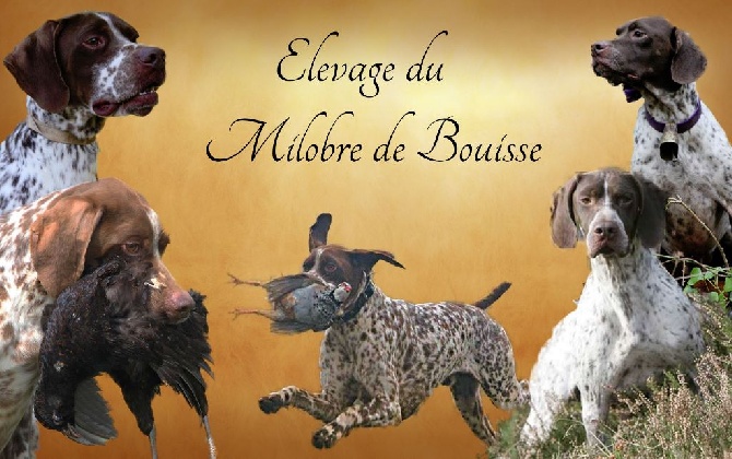 du Milobre de Bouisse - Vidéo Braques Français Du Milobre de Bouisse