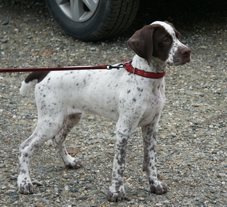 Asher du Milobre de Bouisse