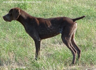 Viper du Milobre de Bouisse