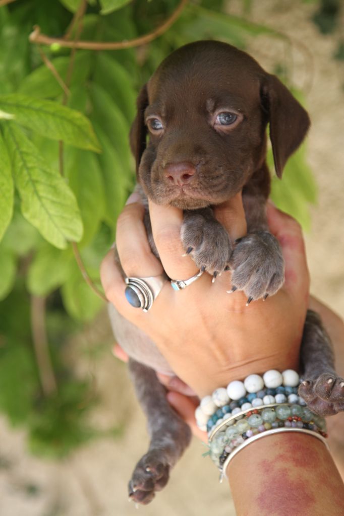 du Milobre de Bouisse - Chiot disponible  - Braque français, type Pyrenees (petite taille)