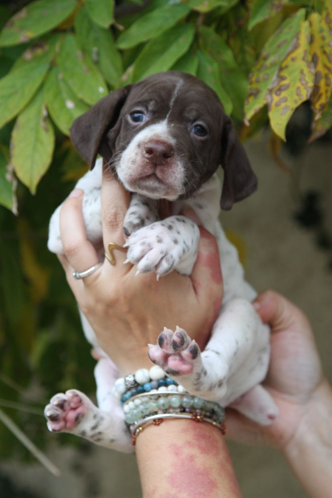 du Milobre de Bouisse - Chiot disponible  - Braque français, type Pyrenees (petite taille)