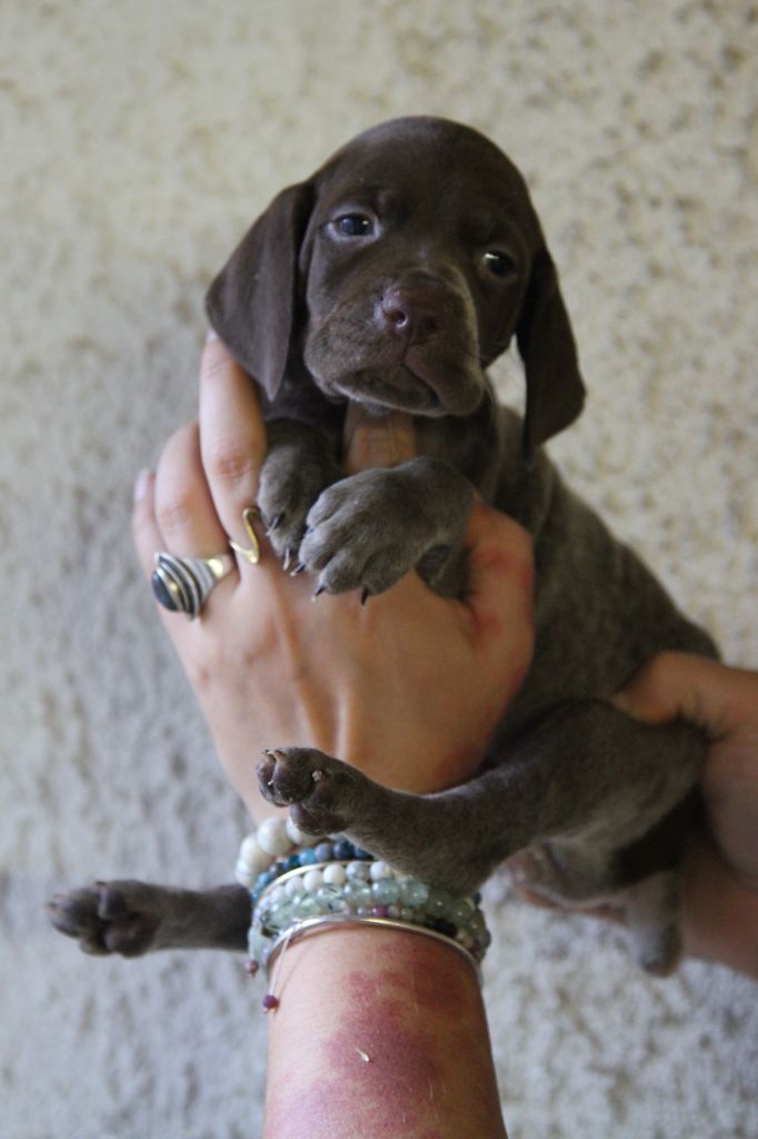 du Milobre de Bouisse - Chiot disponible  - Braque français, type Pyrenees (petite taille)