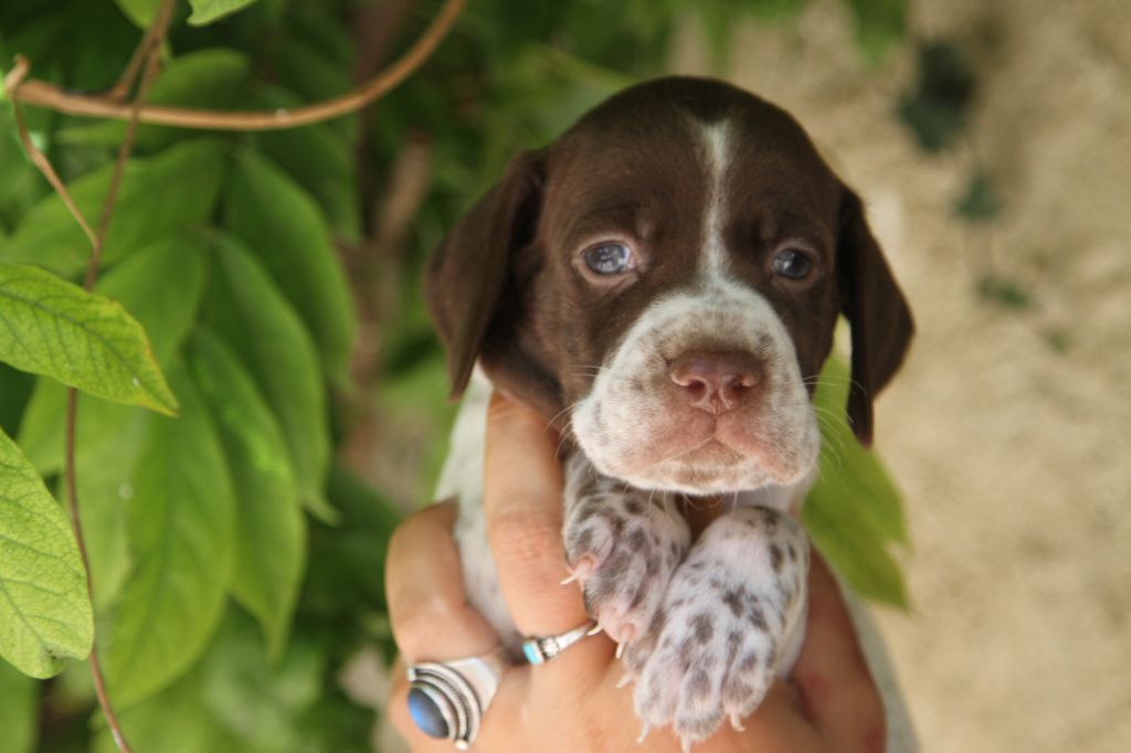 du Milobre de Bouisse - Chiot disponible  - Braque français, type Pyrenees (petite taille)