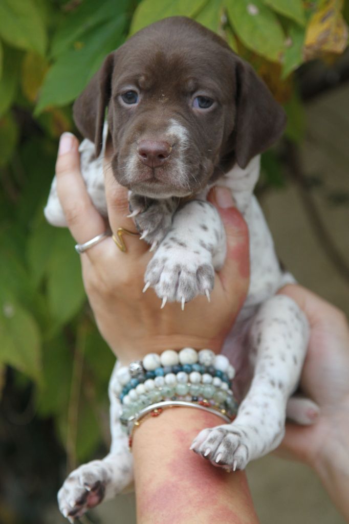 du Milobre de Bouisse - Chiot disponible  - Braque français, type Pyrenees (petite taille)