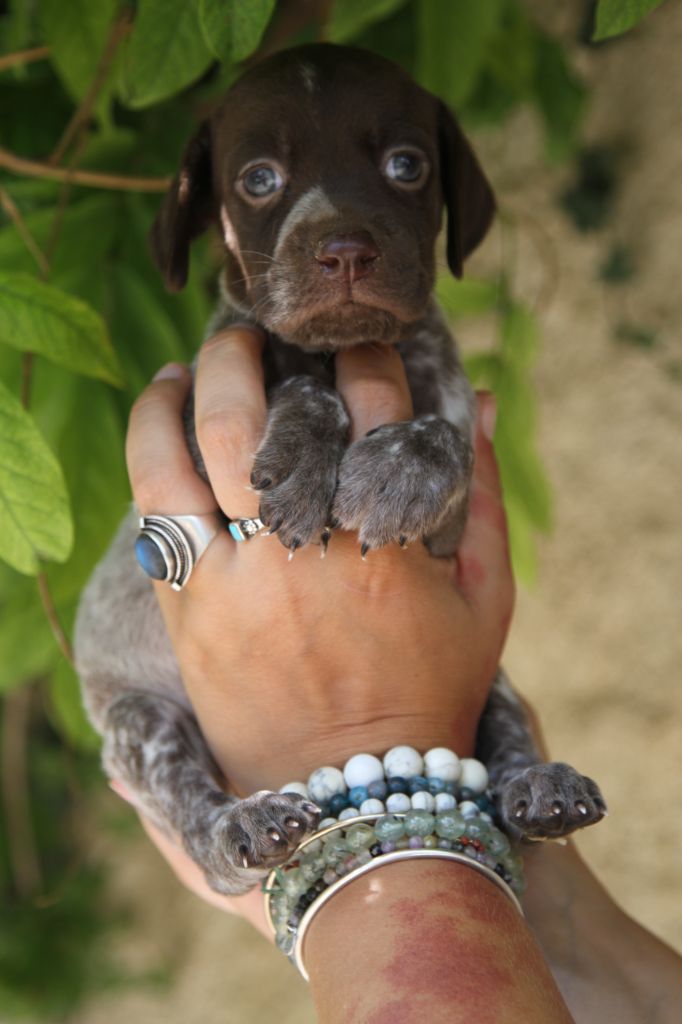 du Milobre de Bouisse - Chiot disponible  - Braque français, type Pyrenees (petite taille)