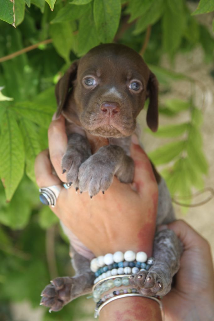 du Milobre de Bouisse - Chiot disponible  - Braque français, type Pyrenees (petite taille)