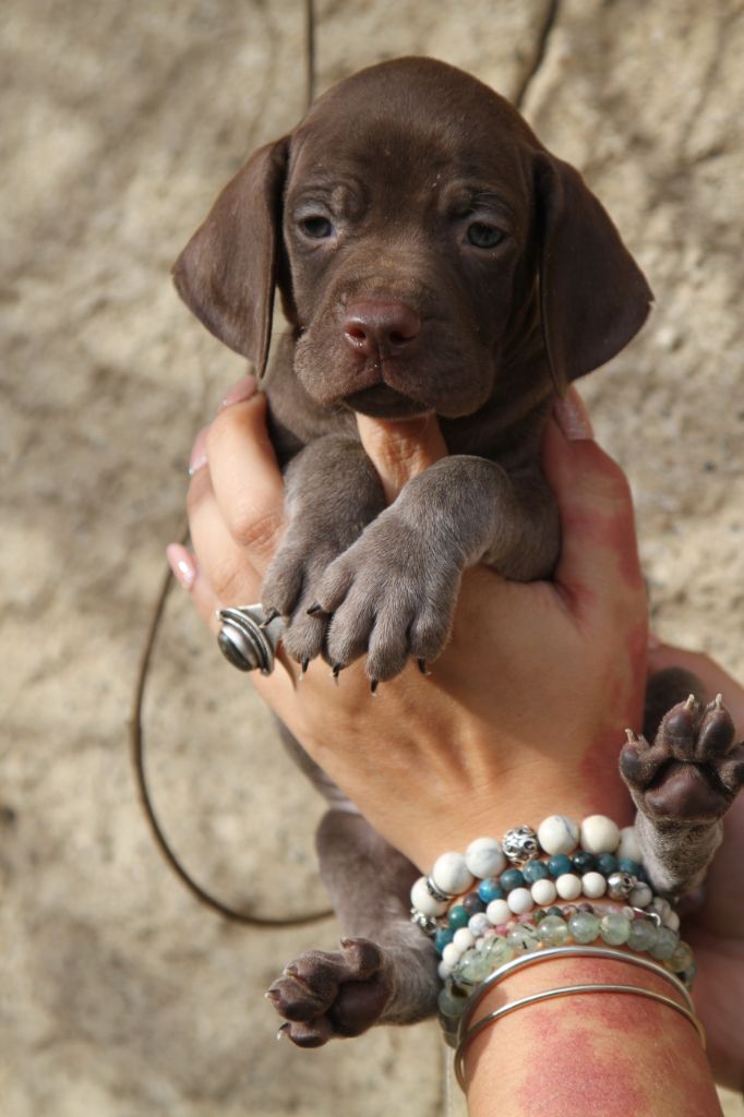 du Milobre de Bouisse - Chiot disponible  - Braque français, type Pyrenees (petite taille)