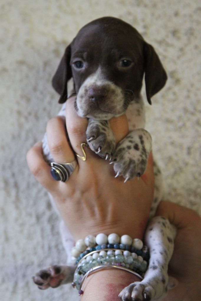 du Milobre de Bouisse - Chiot disponible  - Braque français, type Pyrenees (petite taille)