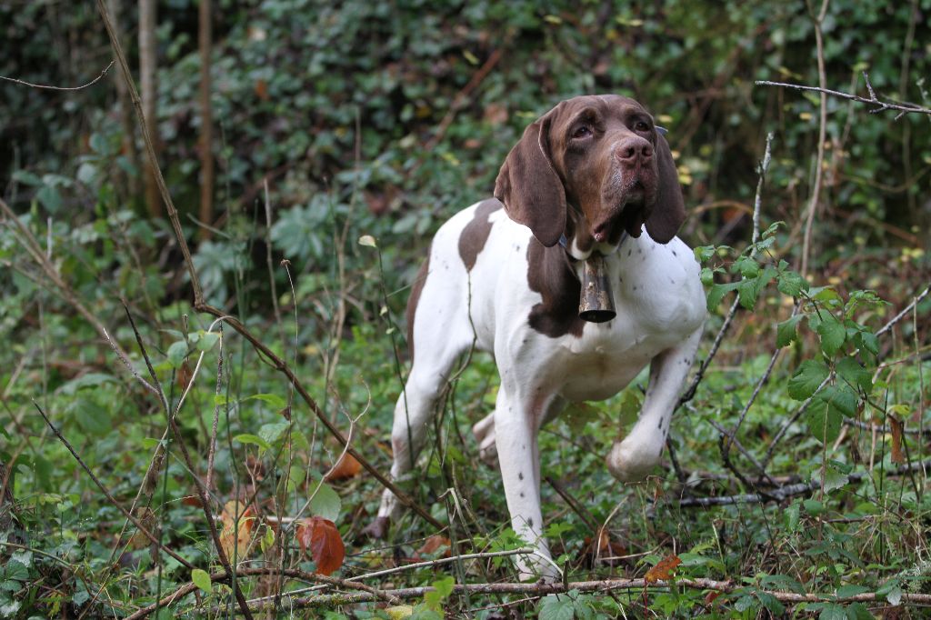 du Milobre de Bouisse - Chiot disponible  - Braque français, type Gascogne (grande taille)