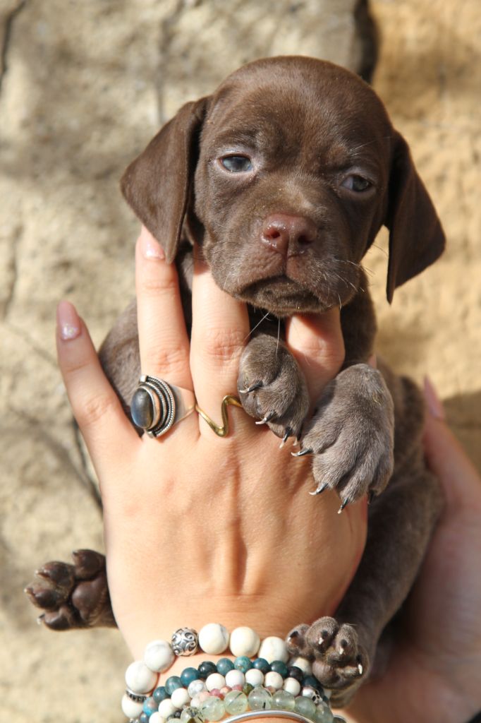 du Milobre de Bouisse - Chiot disponible  - Braque français, type Pyrenees (petite taille)