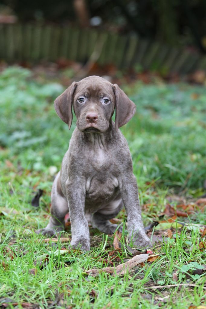 du Milobre de Bouisse - Chiot disponible  - Braque français, type Pyrenees (petite taille)