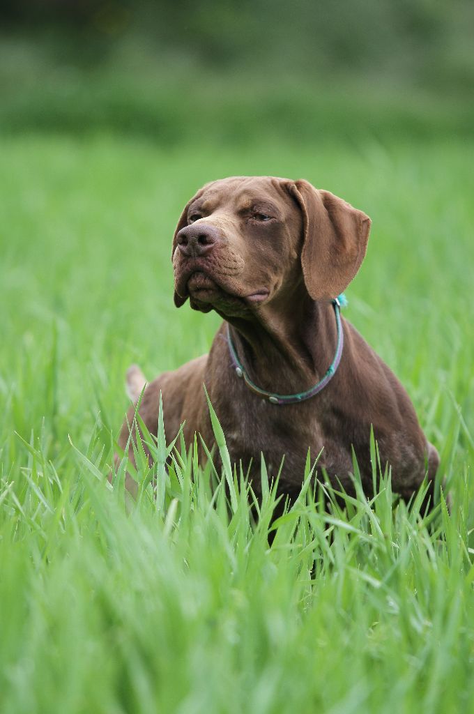 du Milobre de Bouisse - Chiot disponible  - Braque français, type Pyrenees (petite taille)