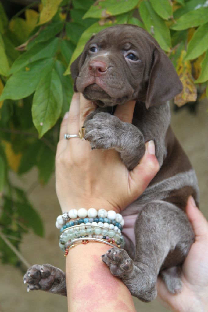 du Milobre de Bouisse - Chiot disponible  - Braque français, type Pyrenees (petite taille)