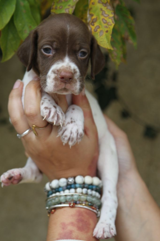 du Milobre de Bouisse - Chiot disponible  - Braque français, type Pyrenees (petite taille)