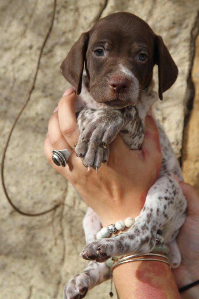 du Milobre de Bouisse - Chiot disponible  - Braque français, type Pyrenees (petite taille)