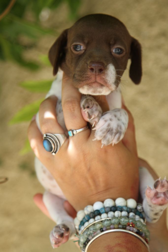 du Milobre de Bouisse - Chiot disponible  - Braque français, type Pyrenees (petite taille)