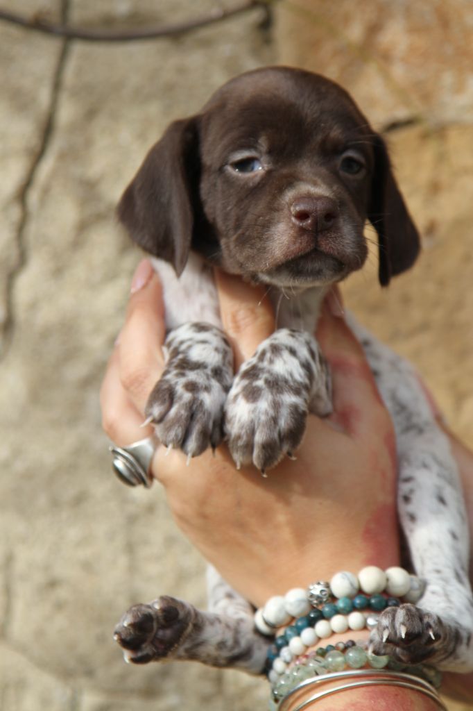 du Milobre de Bouisse - Chiot disponible  - Braque français, type Pyrenees (petite taille)