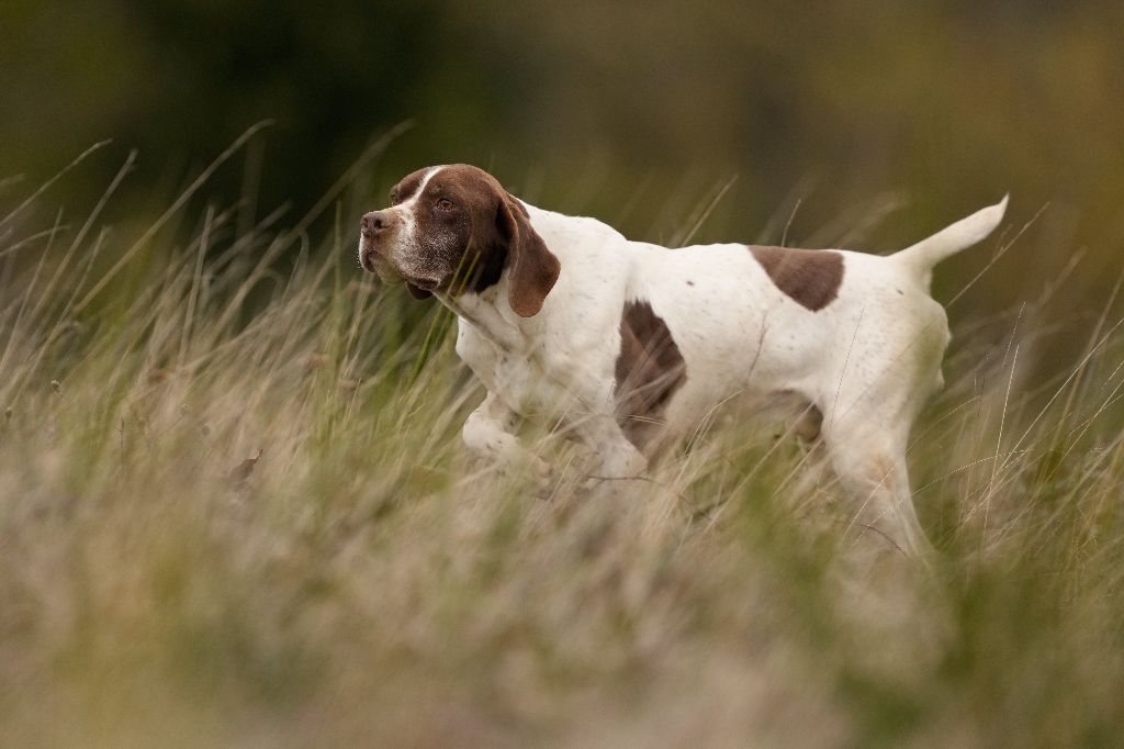 du Milobre de Bouisse - Chiot disponible  - Braque français, type Pyrenees (petite taille)