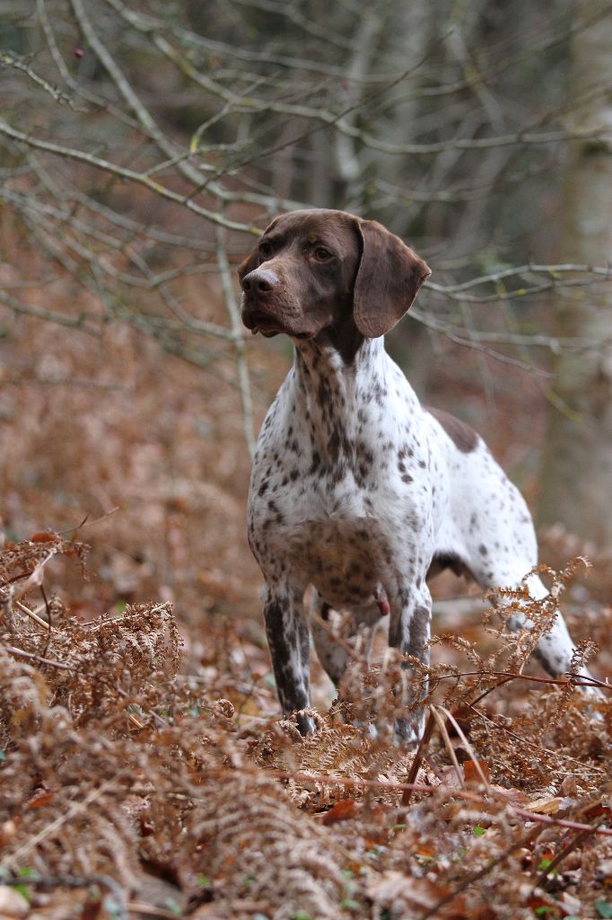 du Milobre de Bouisse - Chiot disponible  - Braque français, type Pyrenees (petite taille)