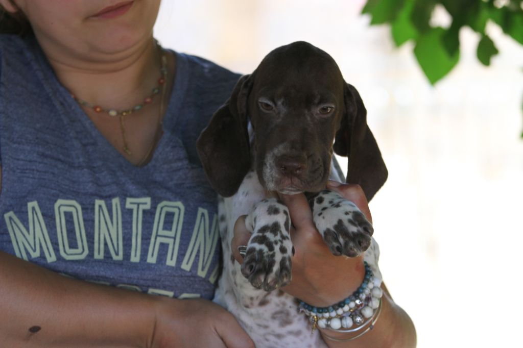 du Milobre de Bouisse - Chiot disponible  - Braque français, type Pyrenees (petite taille)