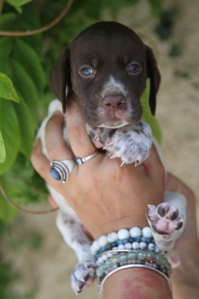 du Milobre de Bouisse - Chiot disponible  - Braque français, type Pyrenees (petite taille)