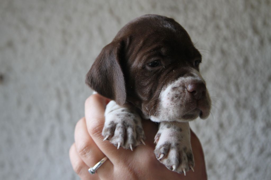 Braque shops francais pyrenees puppies