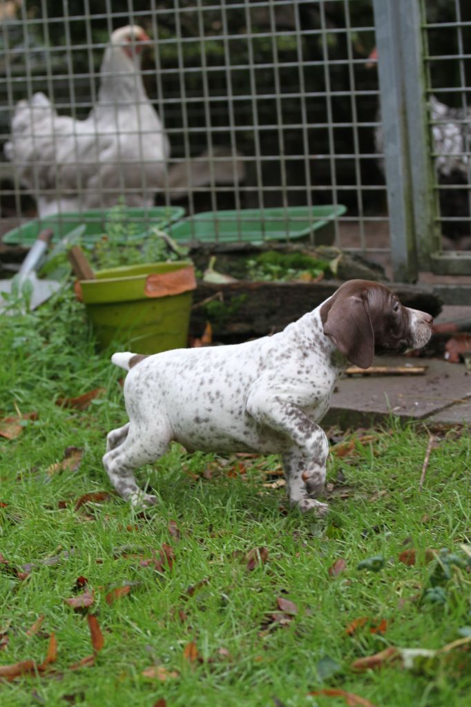 du Milobre de Bouisse - Chiot disponible  - Braque français, type Pyrenees (petite taille)