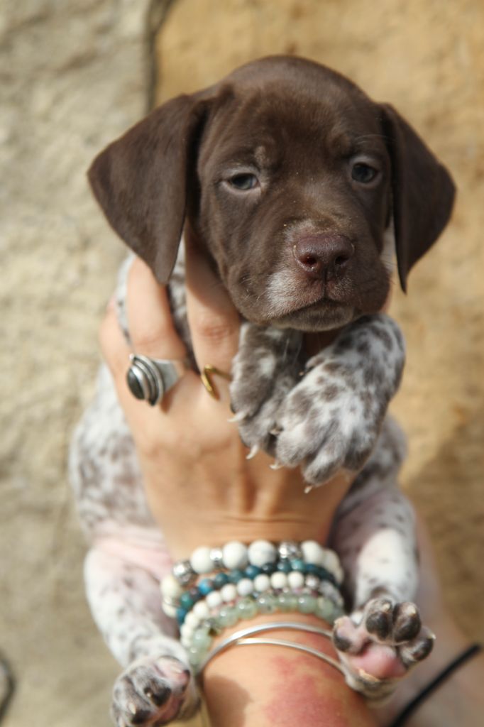 du Milobre de Bouisse - Chiot disponible  - Braque français, type Pyrenees (petite taille)