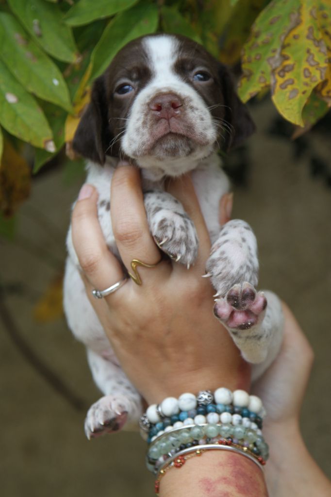 du Milobre de Bouisse - Chiot disponible  - Braque français, type Pyrenees (petite taille)