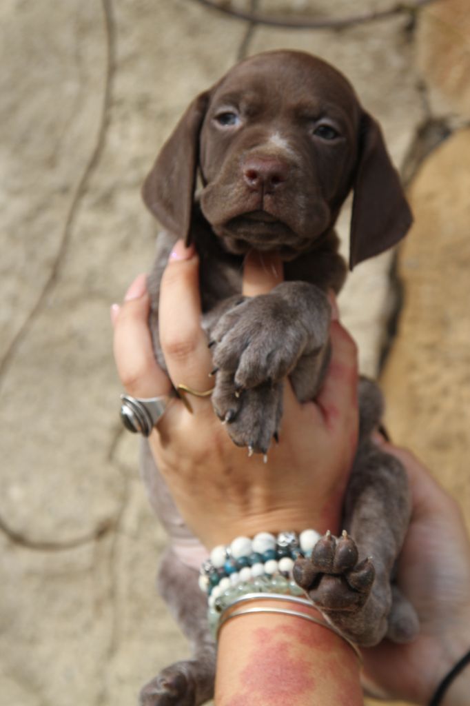 du Milobre de Bouisse - Chiot disponible  - Braque français, type Pyrenees (petite taille)