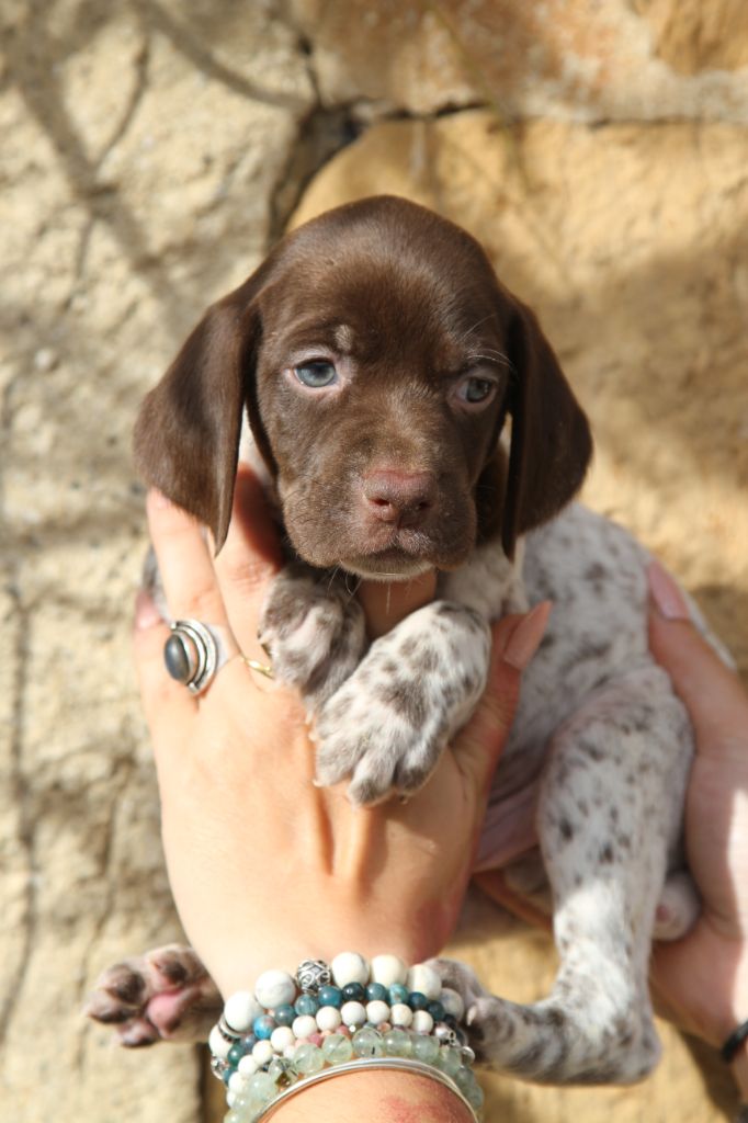 du Milobre de Bouisse - Chiot disponible  - Braque français, type Pyrenees (petite taille)