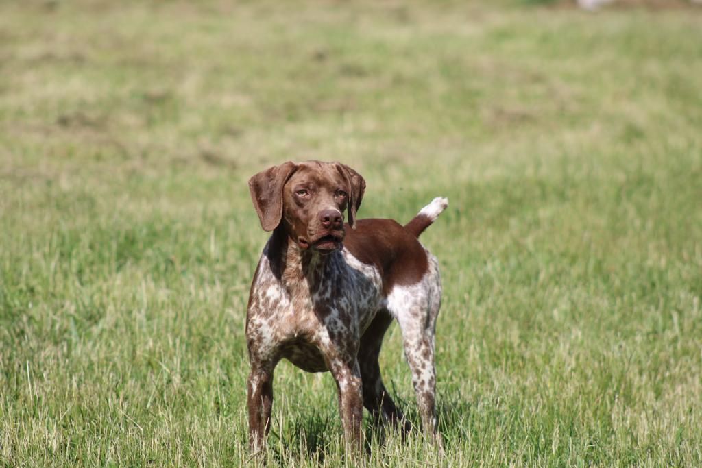 du Milobre de Bouisse - Chiot disponible  - Braque français, type Pyrenees (petite taille)