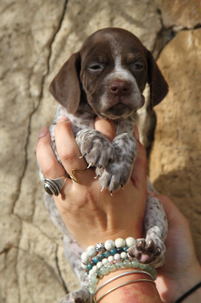 du Milobre de Bouisse - Chiot disponible  - Braque français, type Pyrenees (petite taille)