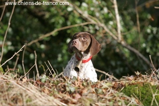 TR. CH. Ullie du Milobre de Bouisse