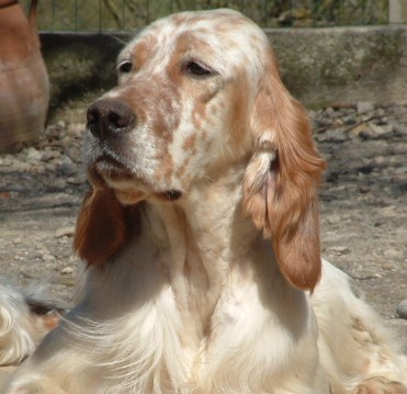 CH. Cherokee de L'Echo de la Forêt