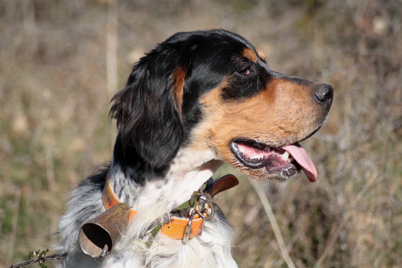 TR. CH. Falbala du Milobre de Bouisse