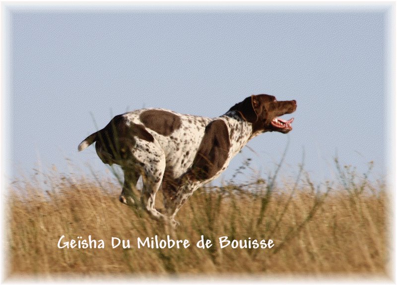 TR. CH. Geisha du Milobre de Bouisse