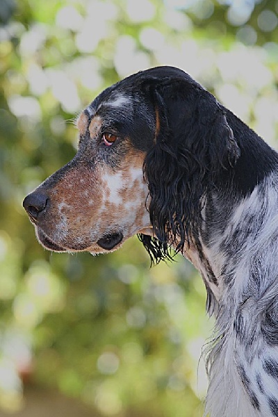H'paloma du Milobre de Bouisse