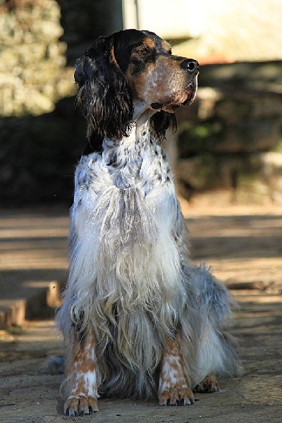 TR. CH. Cheyenne Della cruismany