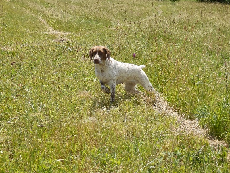 TR. CH. Gloria du Milobre de Bouisse