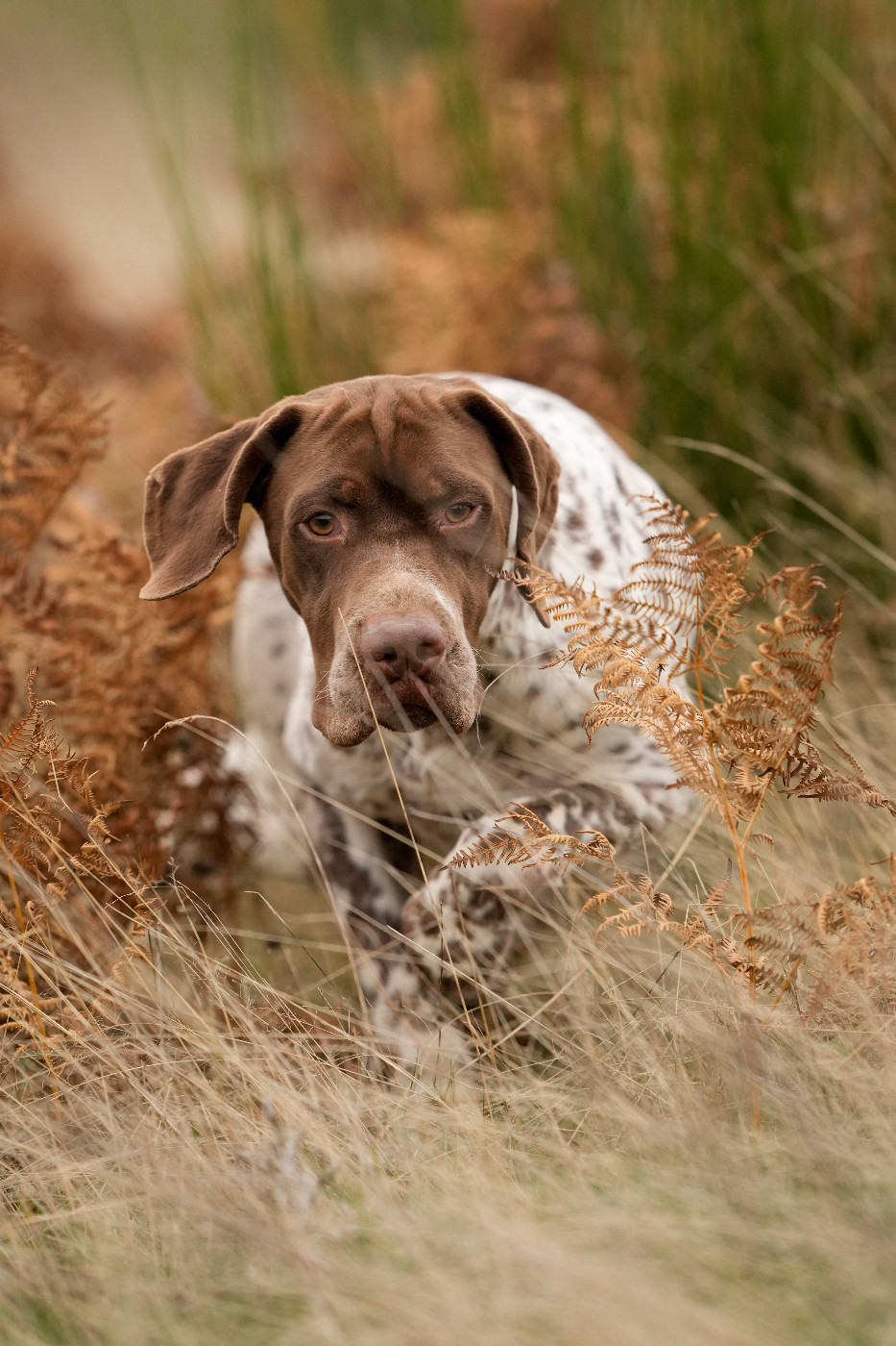 TR. CH. Tatanka du Milobre de Bouisse