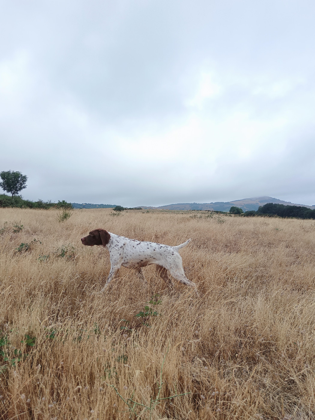 TR. Vice du Milobre de Bouisse