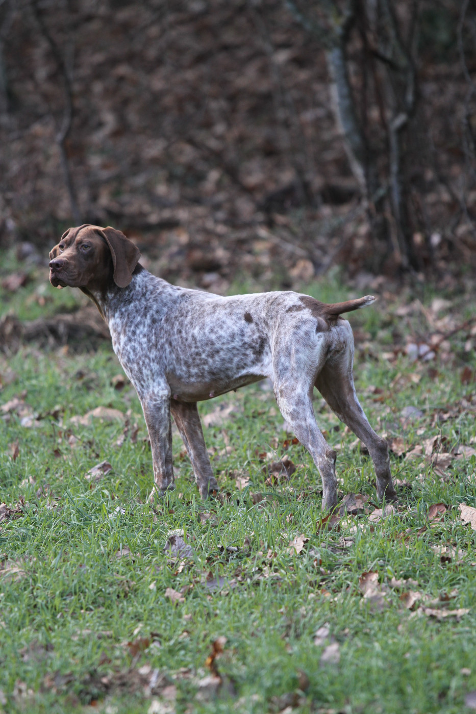 VENISE du Milobre de Bouisse