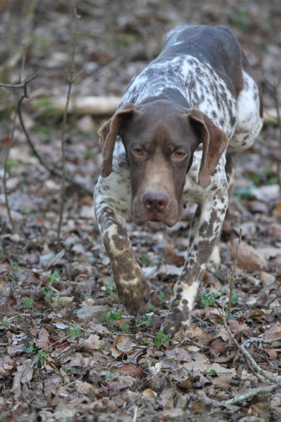 UBBA du Milobre de Bouisse