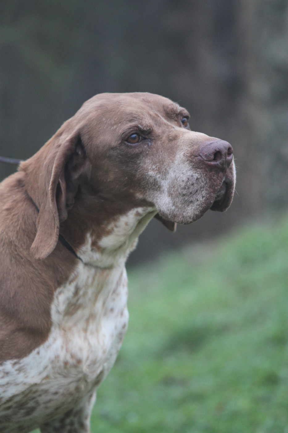Ludo de la Valis Clausa