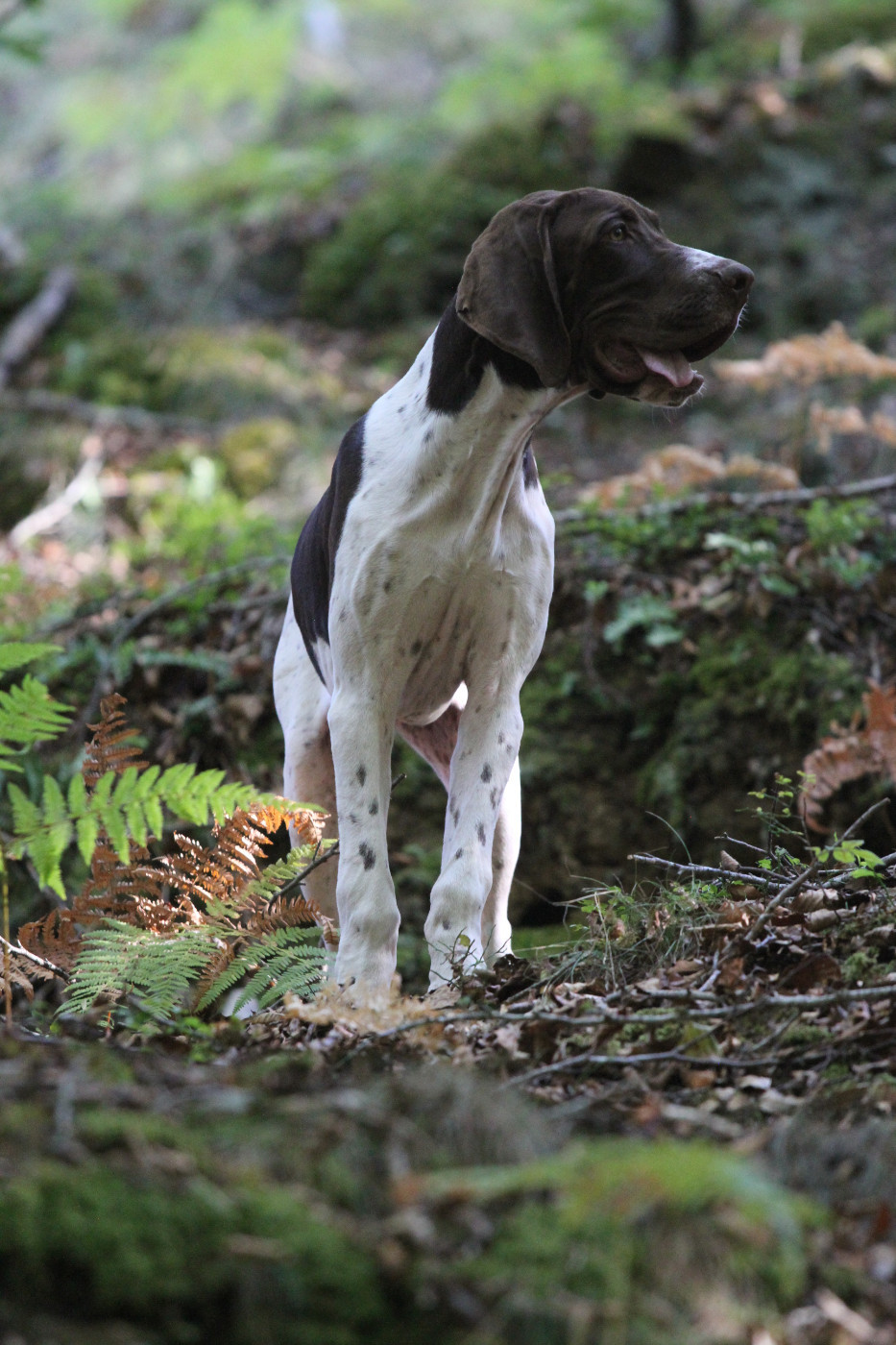 Bel Hubert MG  du Milobre de Bouisse