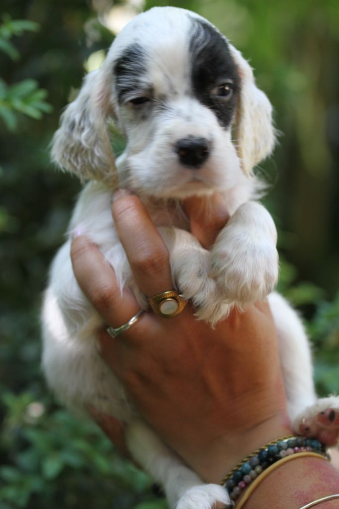 du Milobre de Bouisse - Chiots disponibles - Setter Anglais