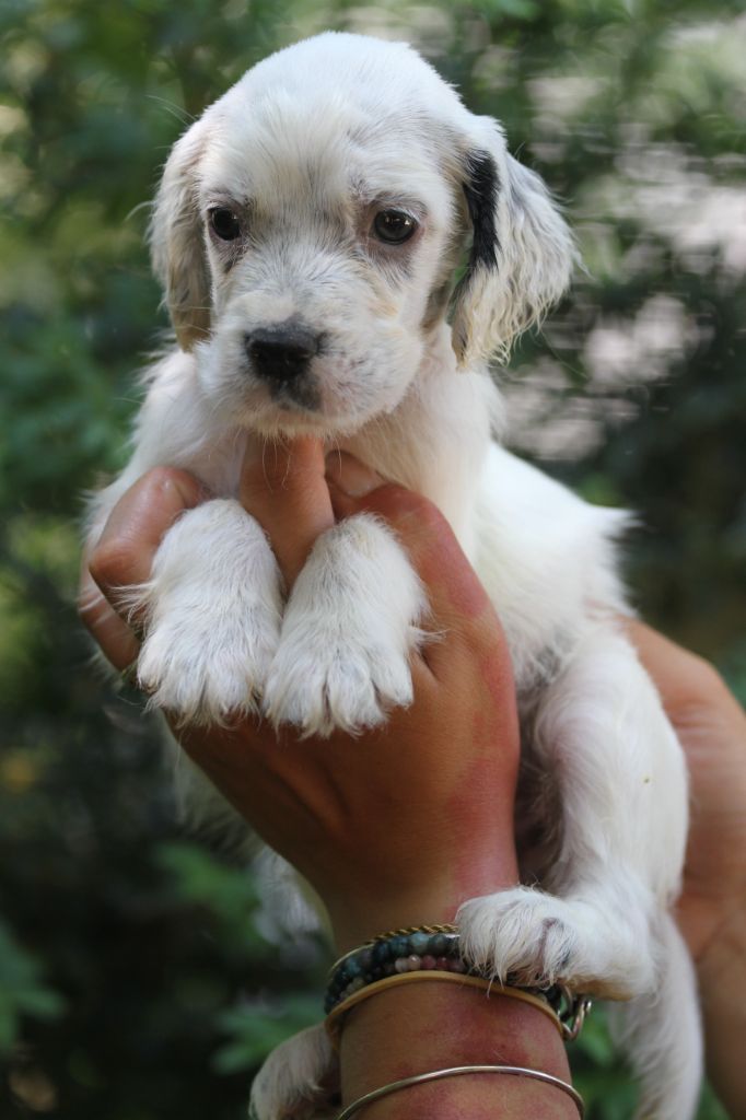 du Milobre de Bouisse - Chiots disponibles - Setter Anglais