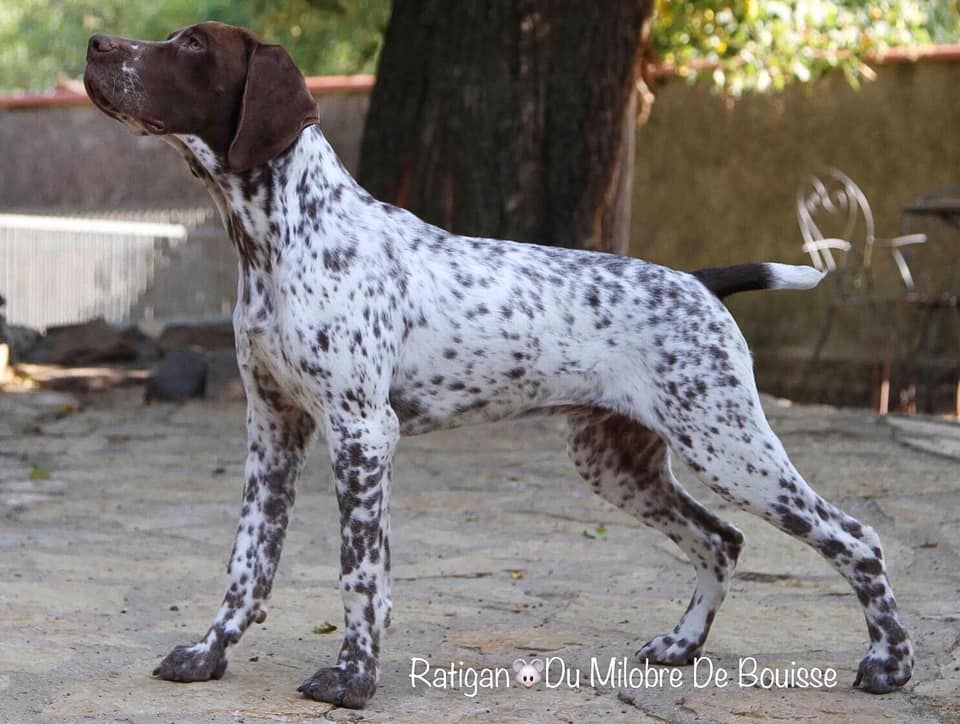 Chiot Braque français, type Pyrenees (petite taille) du Milobre de Bouisse