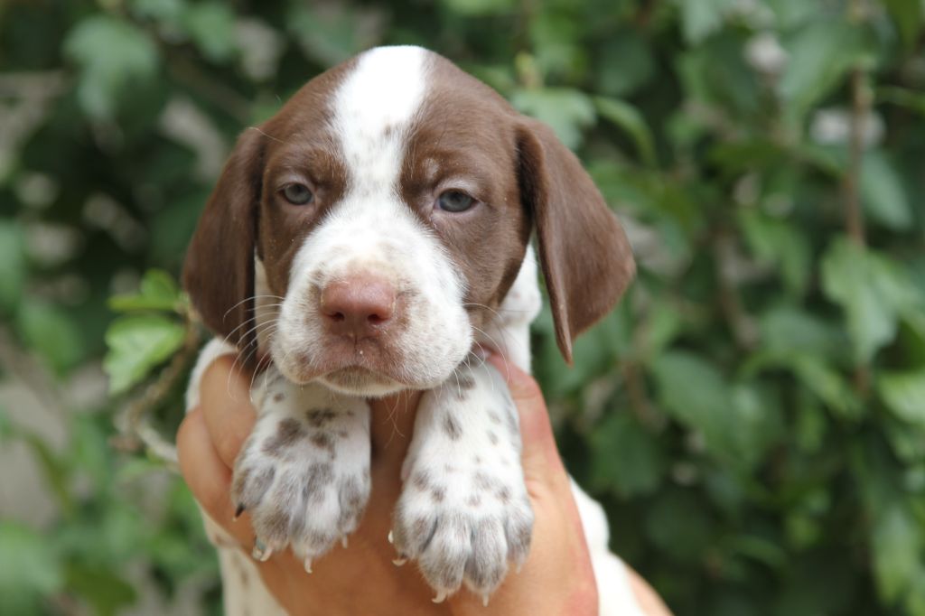 du Milobre de Bouisse - Chiots disponibles - Braque français, type Pyrenees (petite taille)